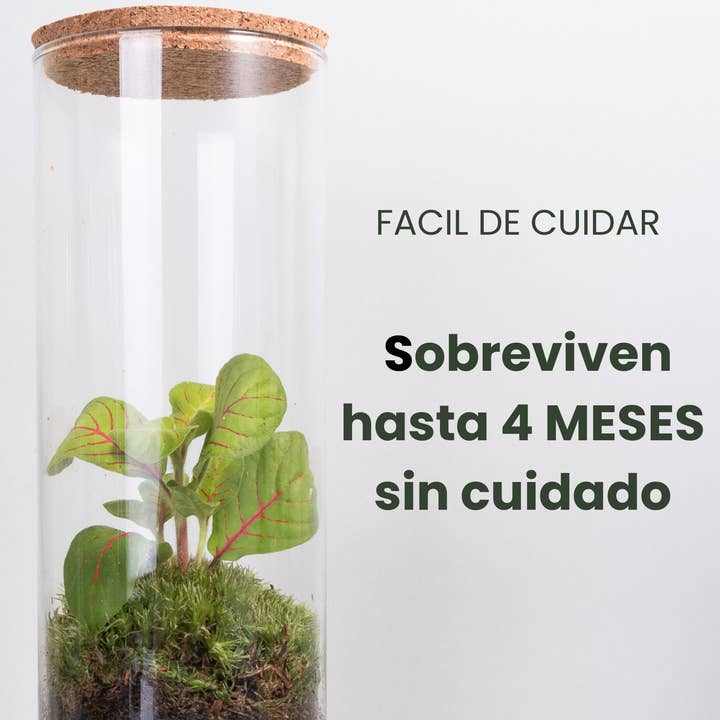 Ecodecs - Wholesale Terrarium - Self-sufficient terrarium with phytonia - EcoTerra3