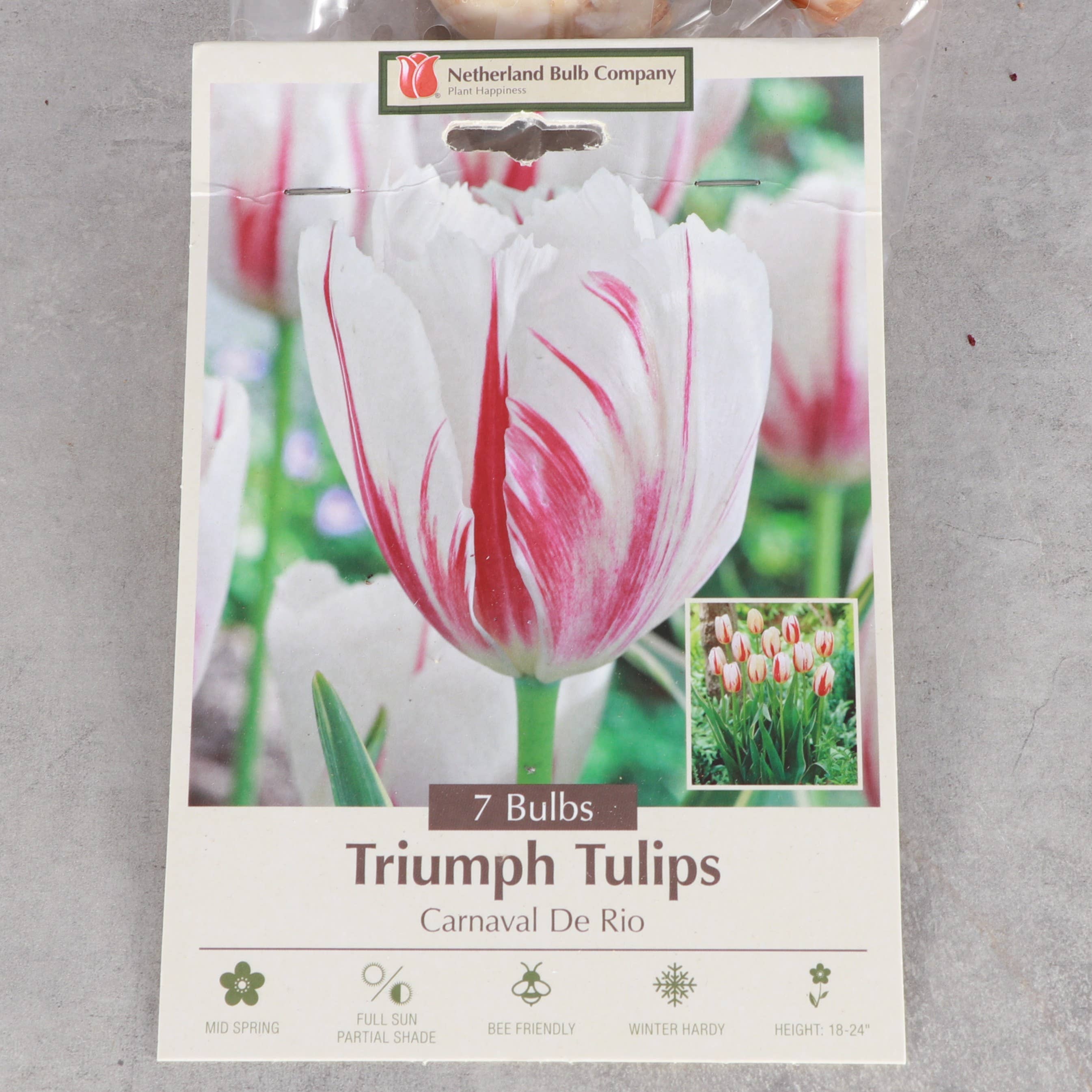 Thorsen's Greenhouse - Vente Plante - Bulbes de tulipes - Plusieurs variétés - Plantes vivaces2