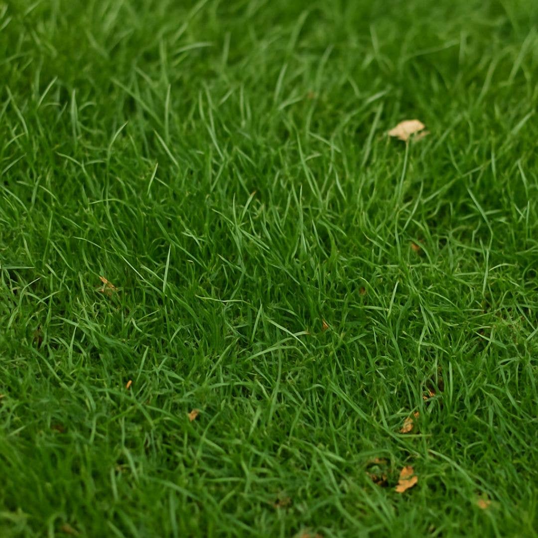 Competitive Lawn - Wholesale Plant Seeds - ShadeFlex | Transition Zone Grass Lawn Seed Blend - Non GMO2