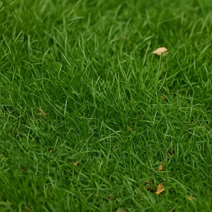 Competitive Lawn - Wholesale Plant Seeds - ShadeFlex | Transition Zone Grass Lawn Seed Blend - Non GMO2