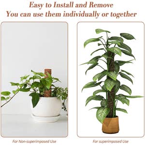 Bumble Plants - Wholesale Live Plant - Coco Coir Climbing Pole3