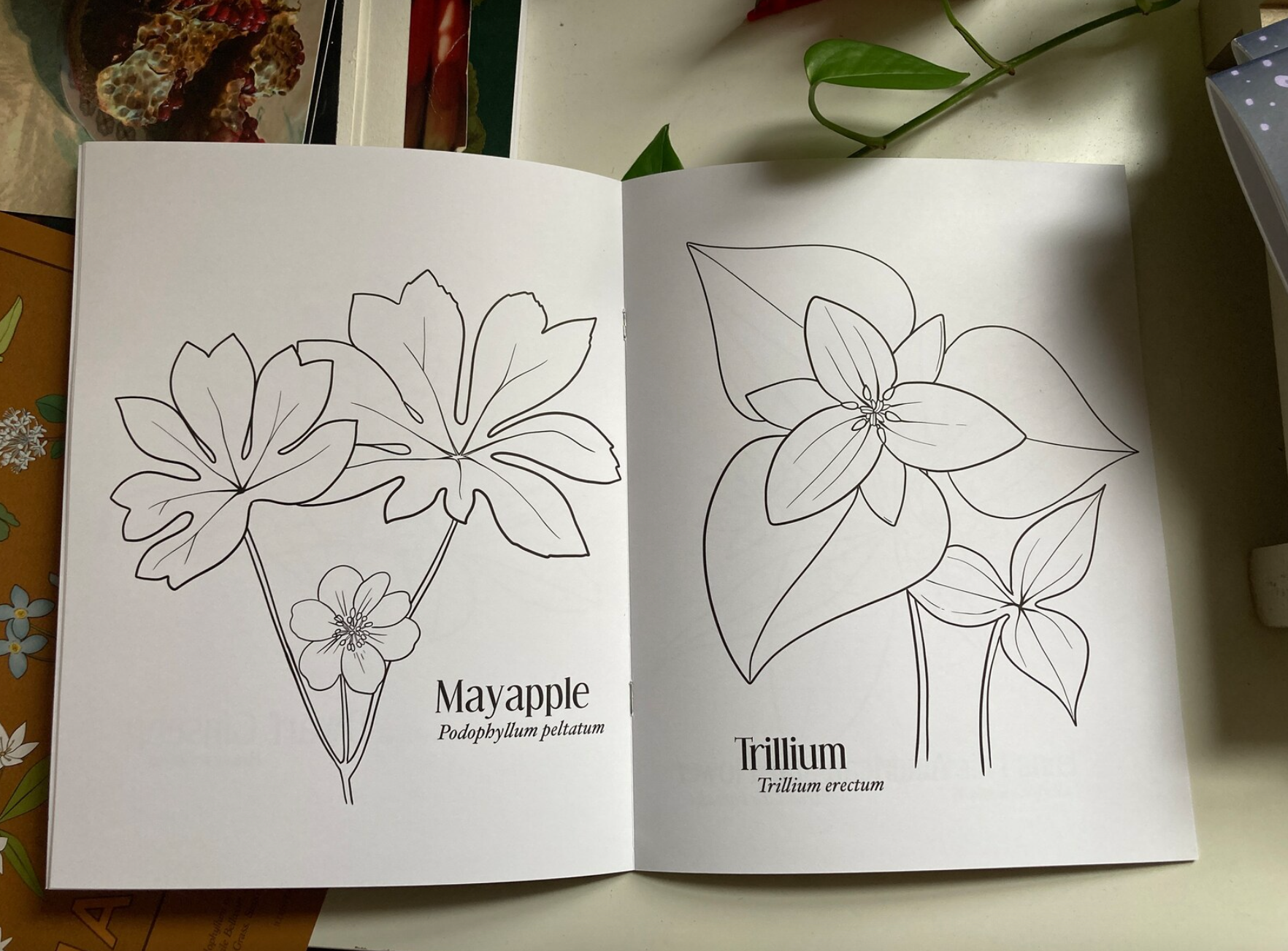 Serena Niesley - Wholesale Coloring & Activity Book - Adult - Native Wildflower Coloring Book2