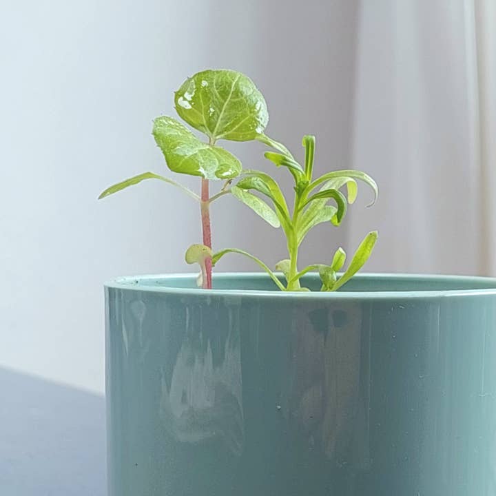 Hikje – wholesale Gratulationskort – Carte à planter - Félicitations!