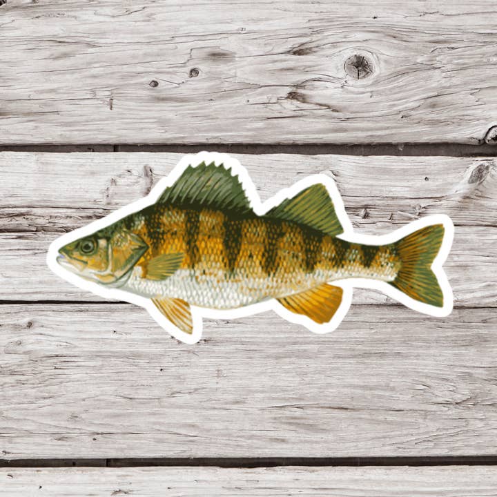 Perch Sticker, Fish Sticker, Fishing Sticker for wholesale by NatureCuts