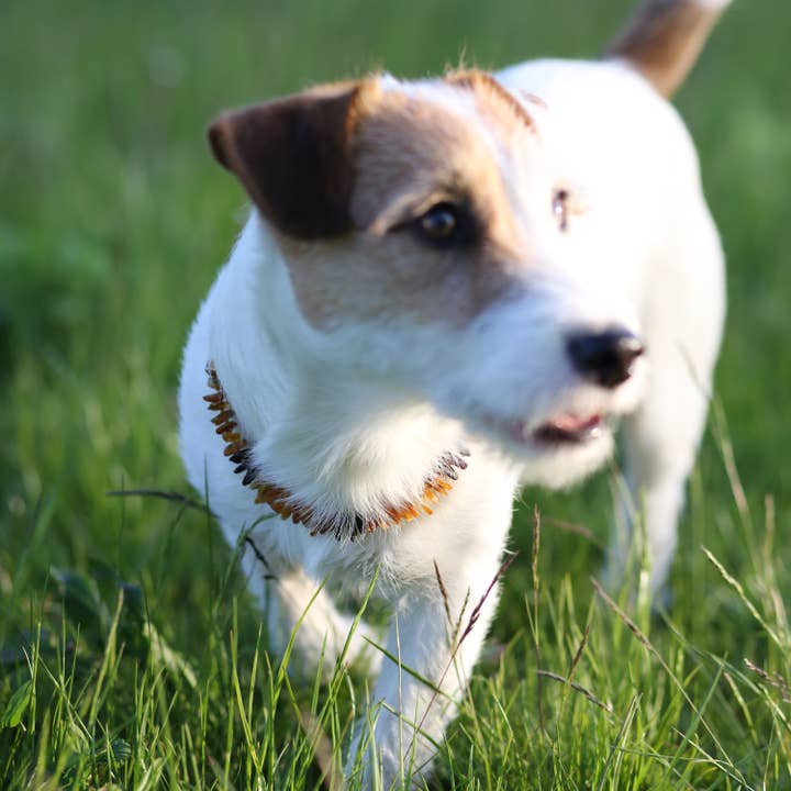 The Natural Amber - Wholesale Pet collar – Cat/dog - Cherry & Cognac & Honey Amber Pet Collar5