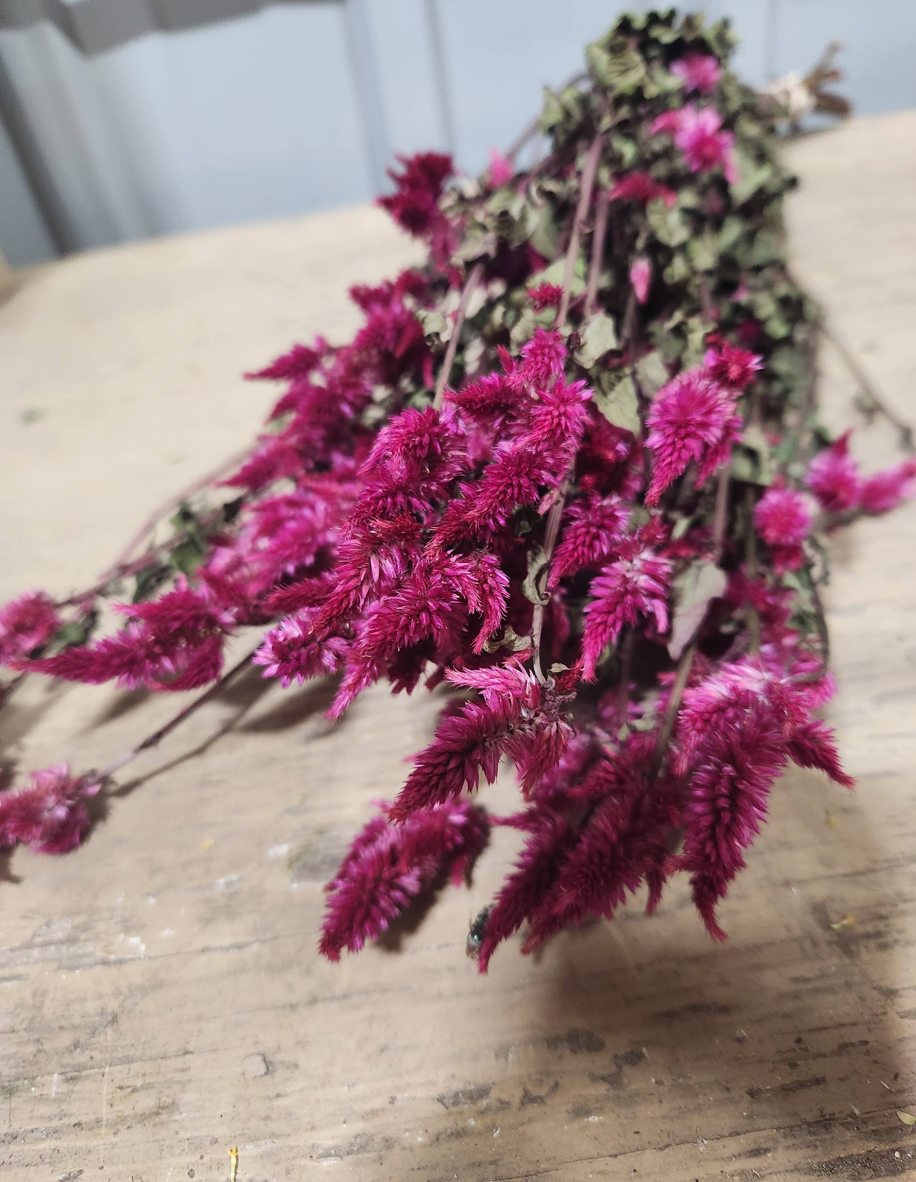 Alissas Flower Farm - Vente Fleur séchée/pressée - Celosia séchée, Spike0