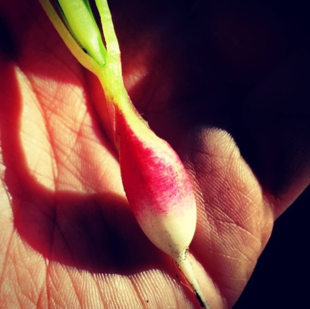 New Leaf Nurseries – wholesale Plant seeds – Spring into March Veg/Herb Seed Bundle 100 Packets of Seeds3