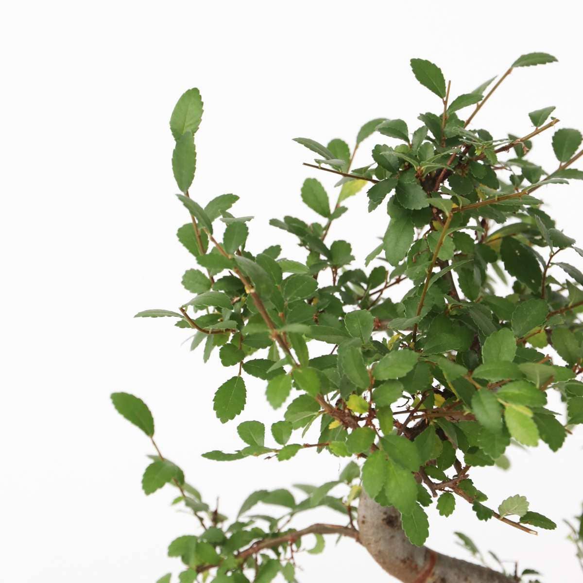 Oasis of Life - Venta al por mayor Plantas naturales - Árbol bonsái – Zelkova Serrata – Altura 20–30 cm – Ø20 cm – Olmo japonés con elegante forma en S – Bonsái de interior auténtico en maceta de cerámica – Fácil de cuidar y decorativo3