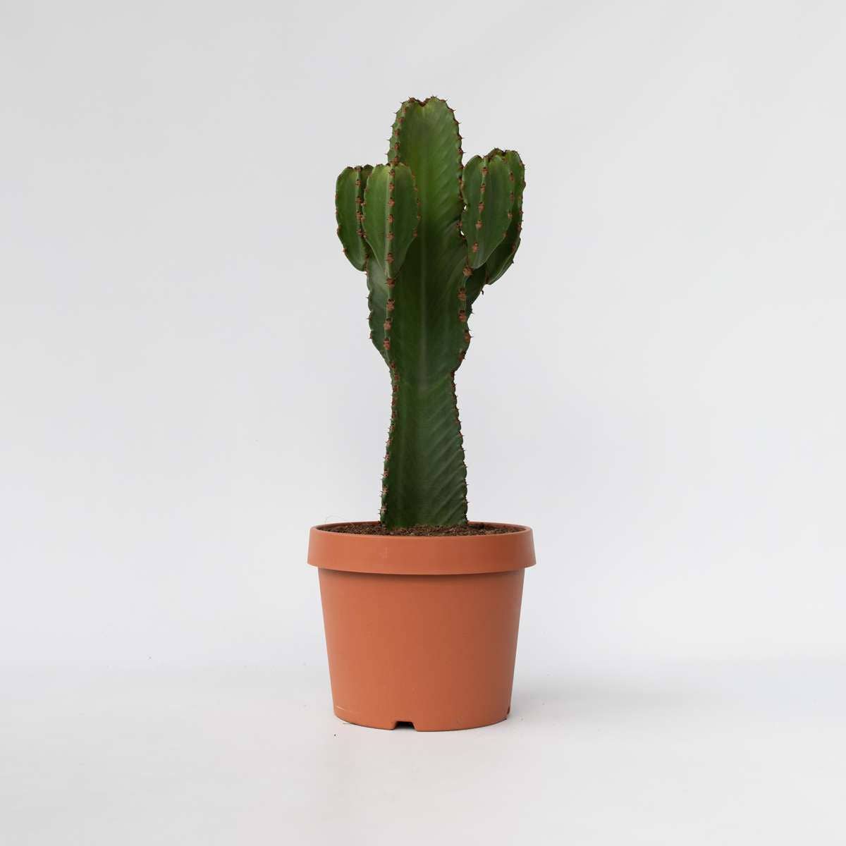 Oasis of Life - Wholesale Succulent - Cowboy Cactus Euphorbia Ingens – Height 85–95cm – Ø24cm – Large easy-care desert plant with spines – Decorative succulent for living room & office – Stylish houseplant in modern design6