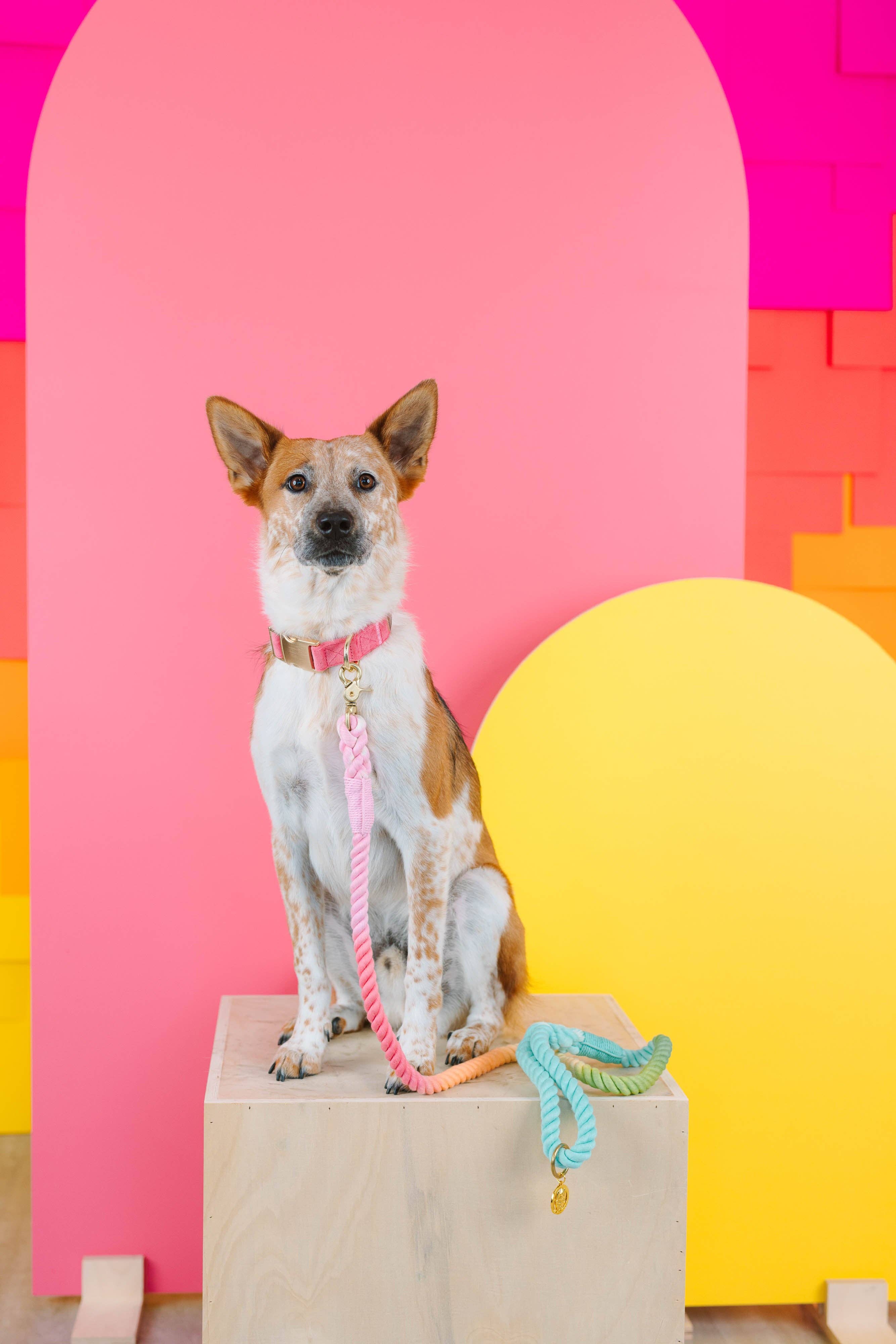 Pink Papyrus | Premium, Durable, & Stylish Dog Products - Wholesale Pet Leash - Dog - Rope Leash MEGA Bundle | Dog Leash Pack | Dog Lead Bundle 5