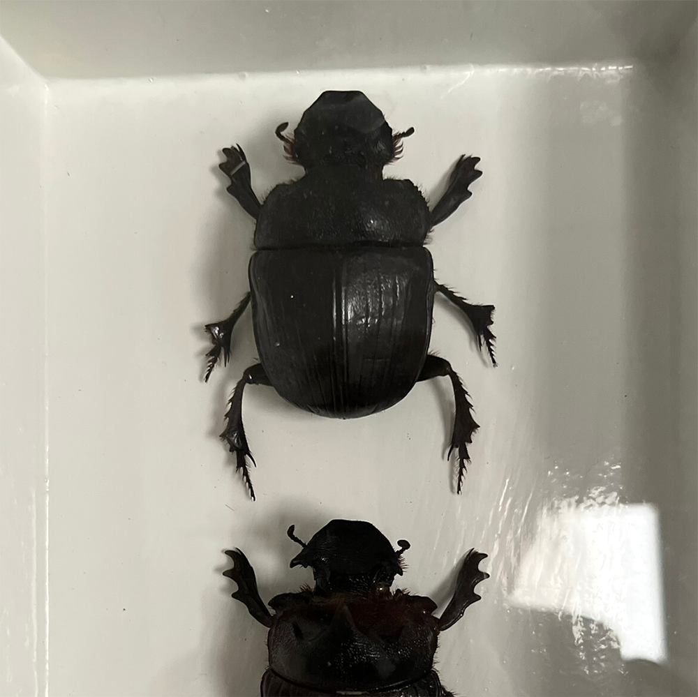 VIE - Wholesale Wall Accent - Framed Insect, Assorted55