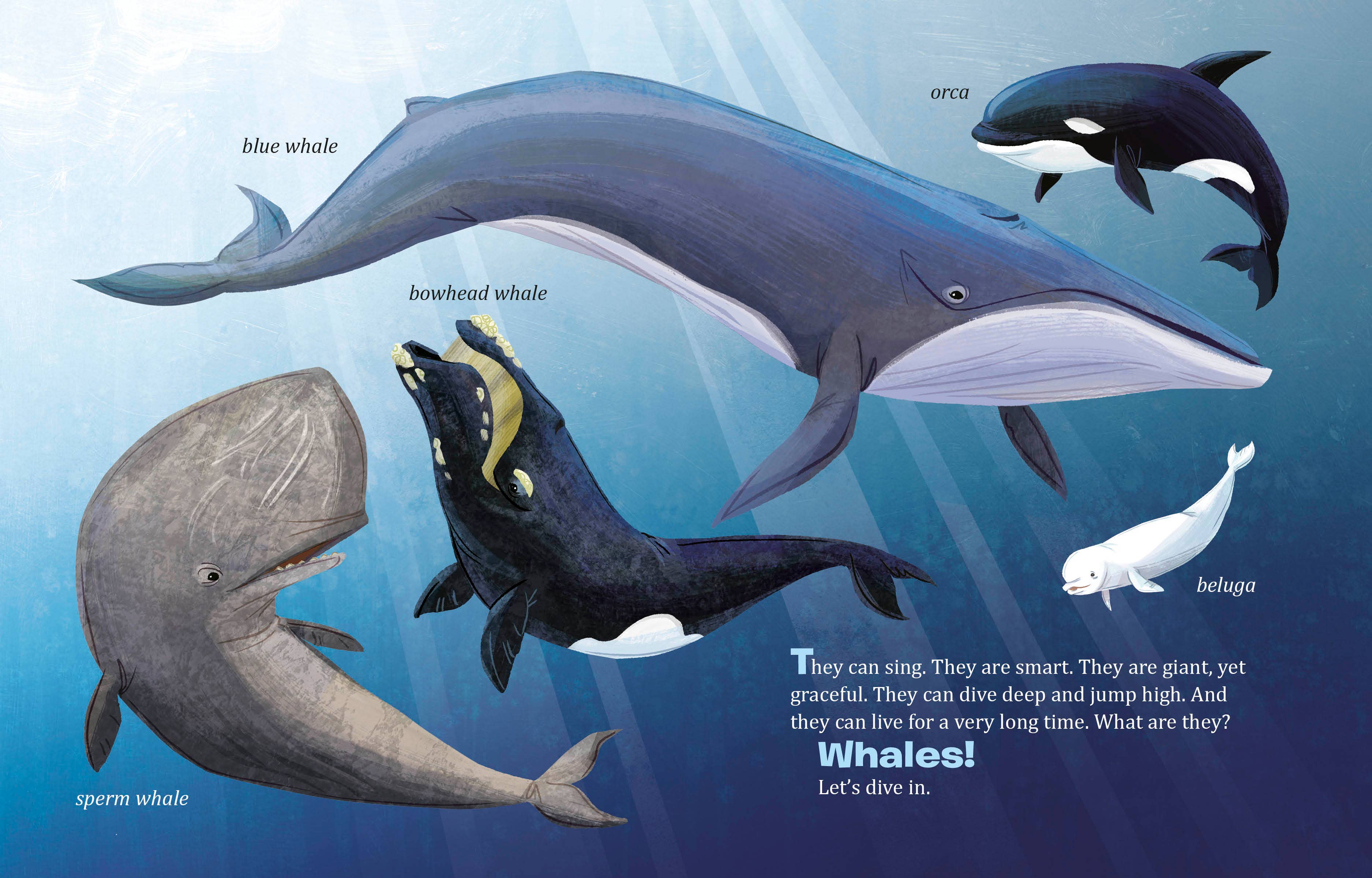 Penguin Random House LLC - Wholesale Preschool Book (3-5) - My Lgb About Whales1