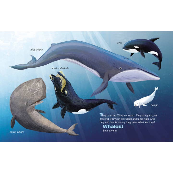 Penguin Random House LLC - Wholesale Preschool Book (3-5) - My Lgb About Whales1