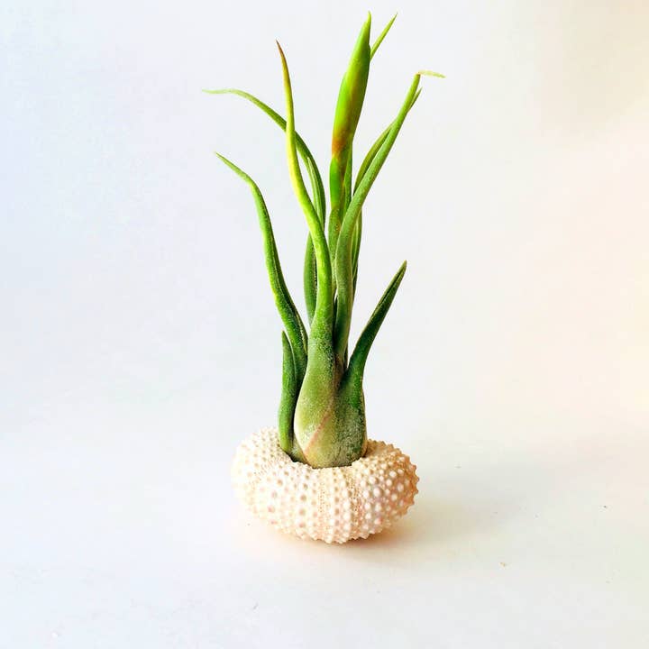Mahalo Market - Venta al por mayor Macetas de interior - Planta de Aire + Erizo - Maceta de interior - Regalo de Pascua