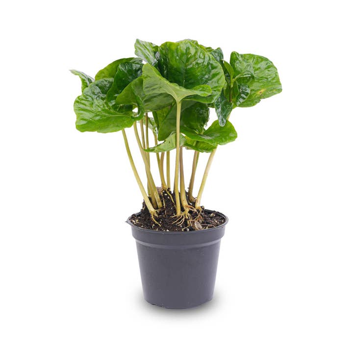 Trendhero.nl/b2b - Wholesale Live Plant - Coffea Arabica - Coffee plant - Terrarium plant2