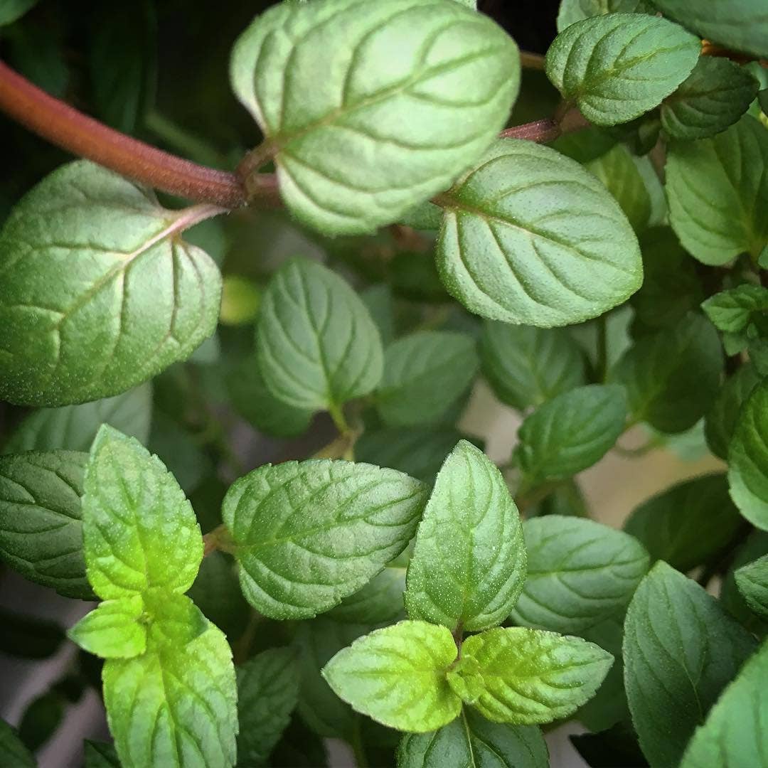 Potting Shed Creations, Ltd. - Wholesale Plant Seeds - Essential Mint Garden | Spring & Valentine Tea Gift Idea 5