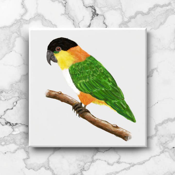 Azulejo de cerámica de loro caique de cabeza negra para venta al por mayor de MerikaArt