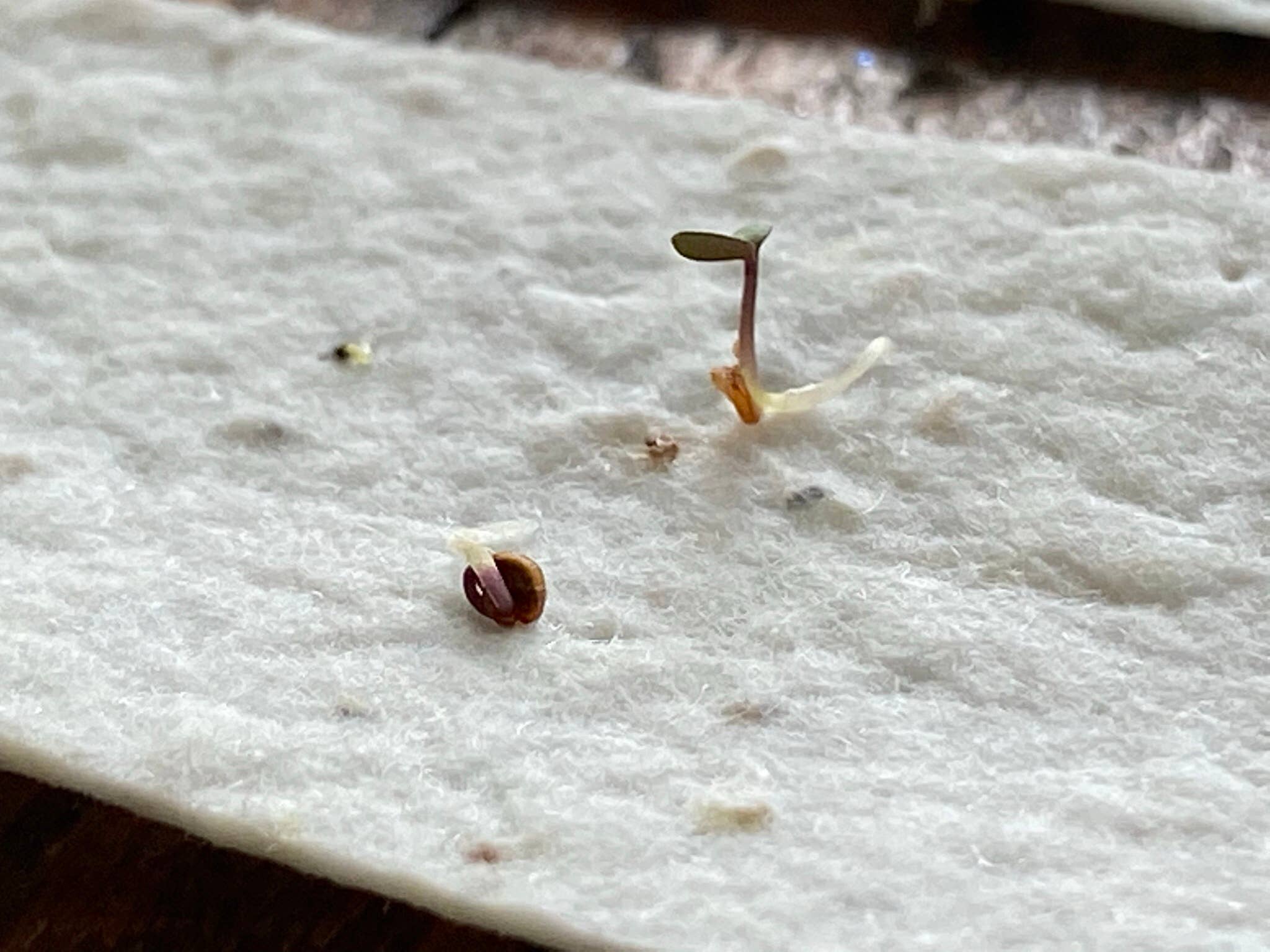 The Raven’s Edge Studio - Wholesale Love Card - Plantable Heart Card: Sustainable Valentine, I Love You9