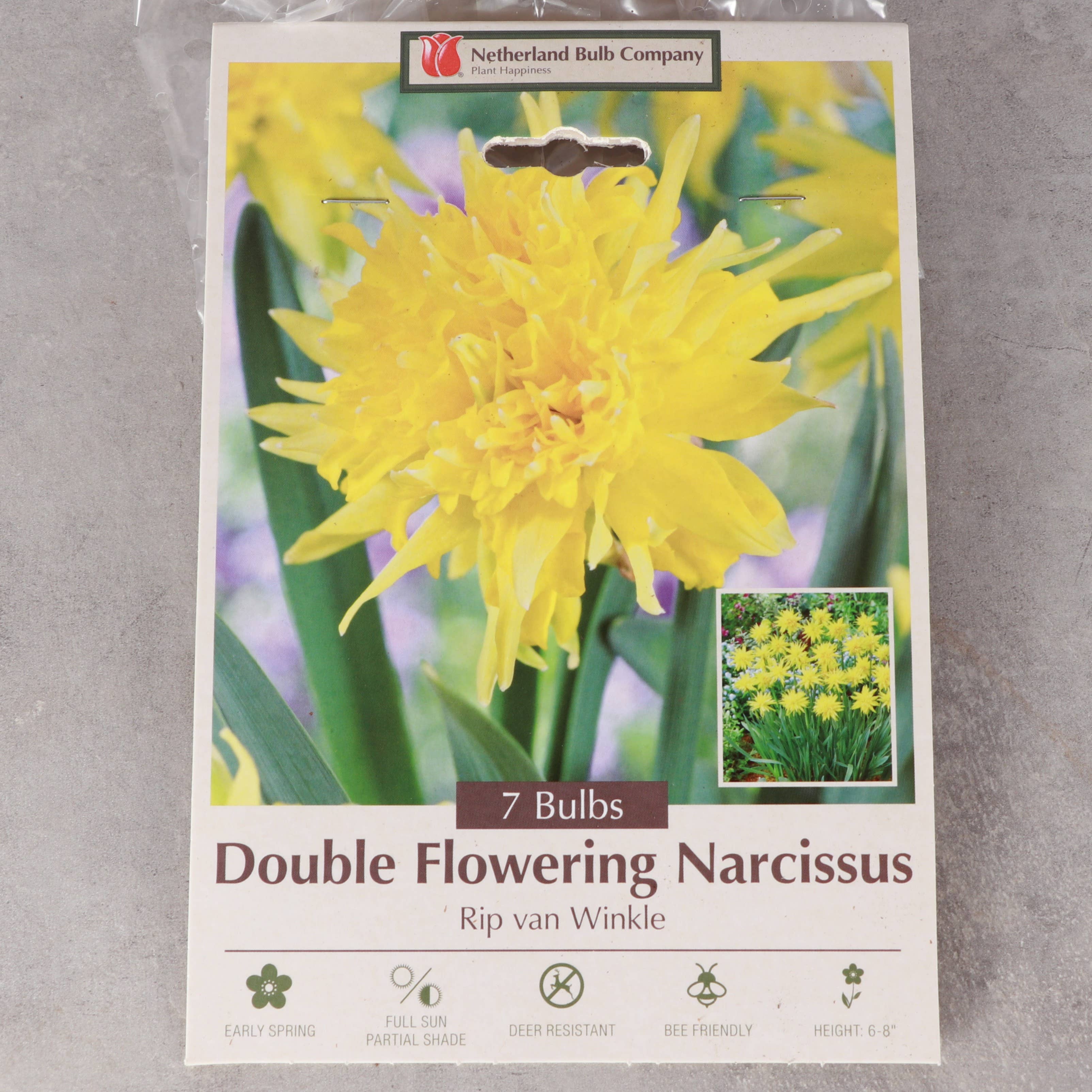 Thorsen's Greenhouse - Vente Plante - Bulbes de jonquille - Variétés uniques - Vivaces0