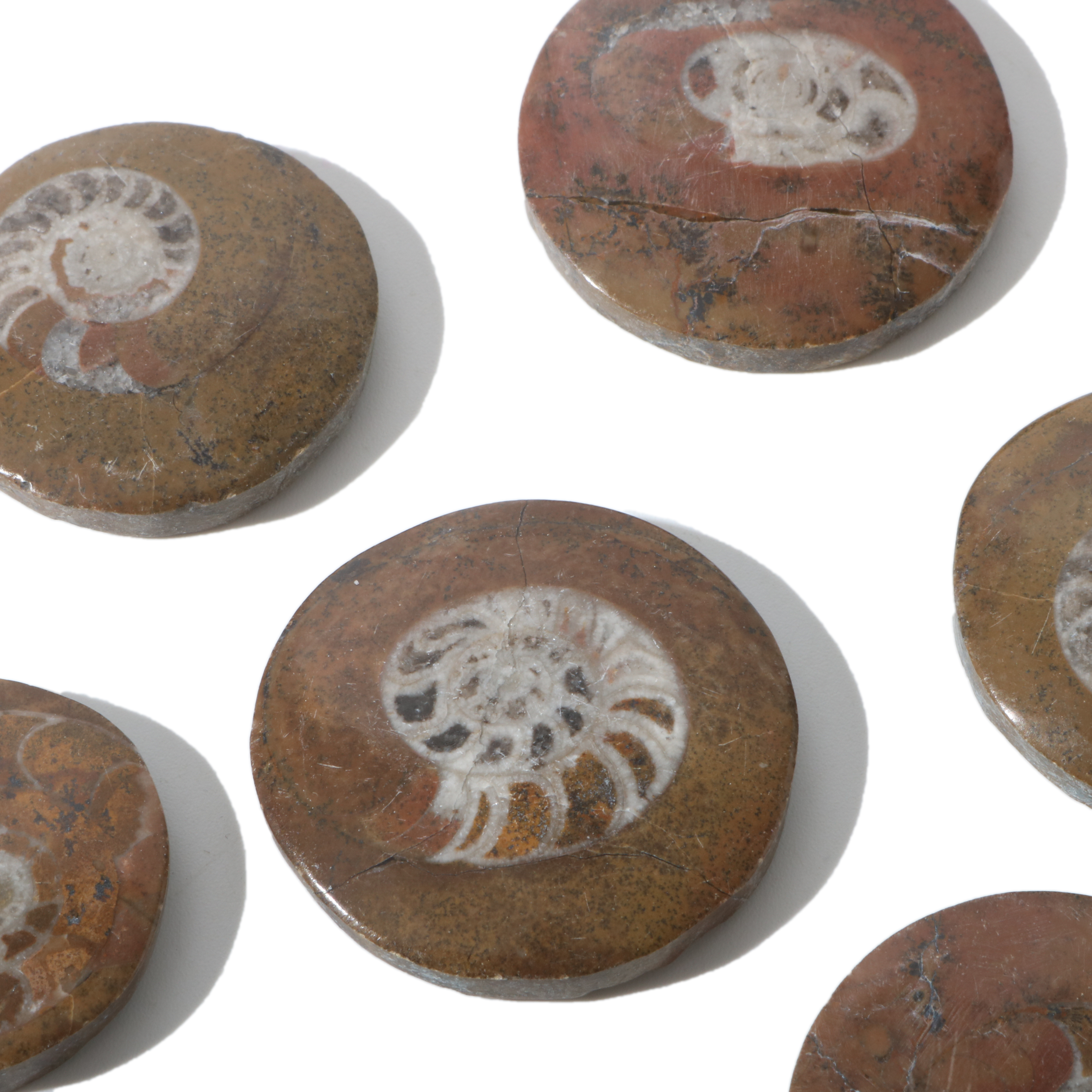 Stonebridge Imports - Wholesale Spiritual Stone/Crystal - Brown Ammonite Button Fossil (Small) - Pack of 10 - 1 1/4"2