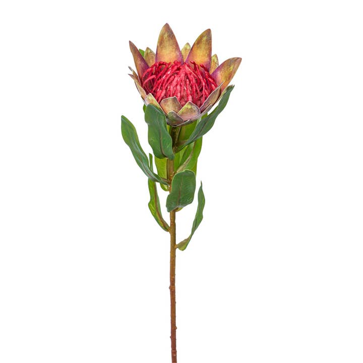 Protea, 48 cm, verde-rosa per la vendita all'ingrosso da parte di GASPER GmbH