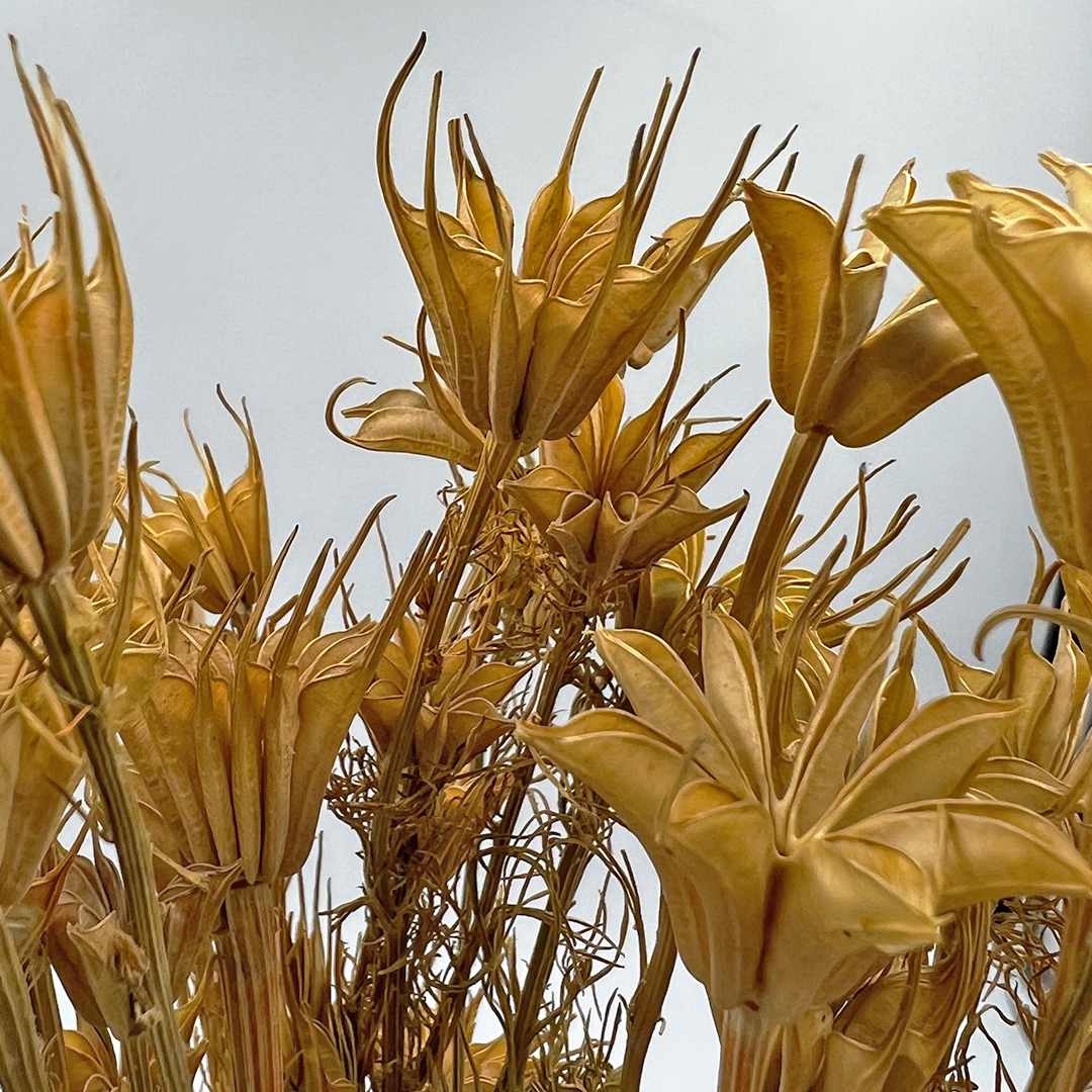 2626 Designs - Wholesale Dried/Pressed Flowers - Dried Octagon Flower, Nigella Orientalis-Love in a Mist, 24"21