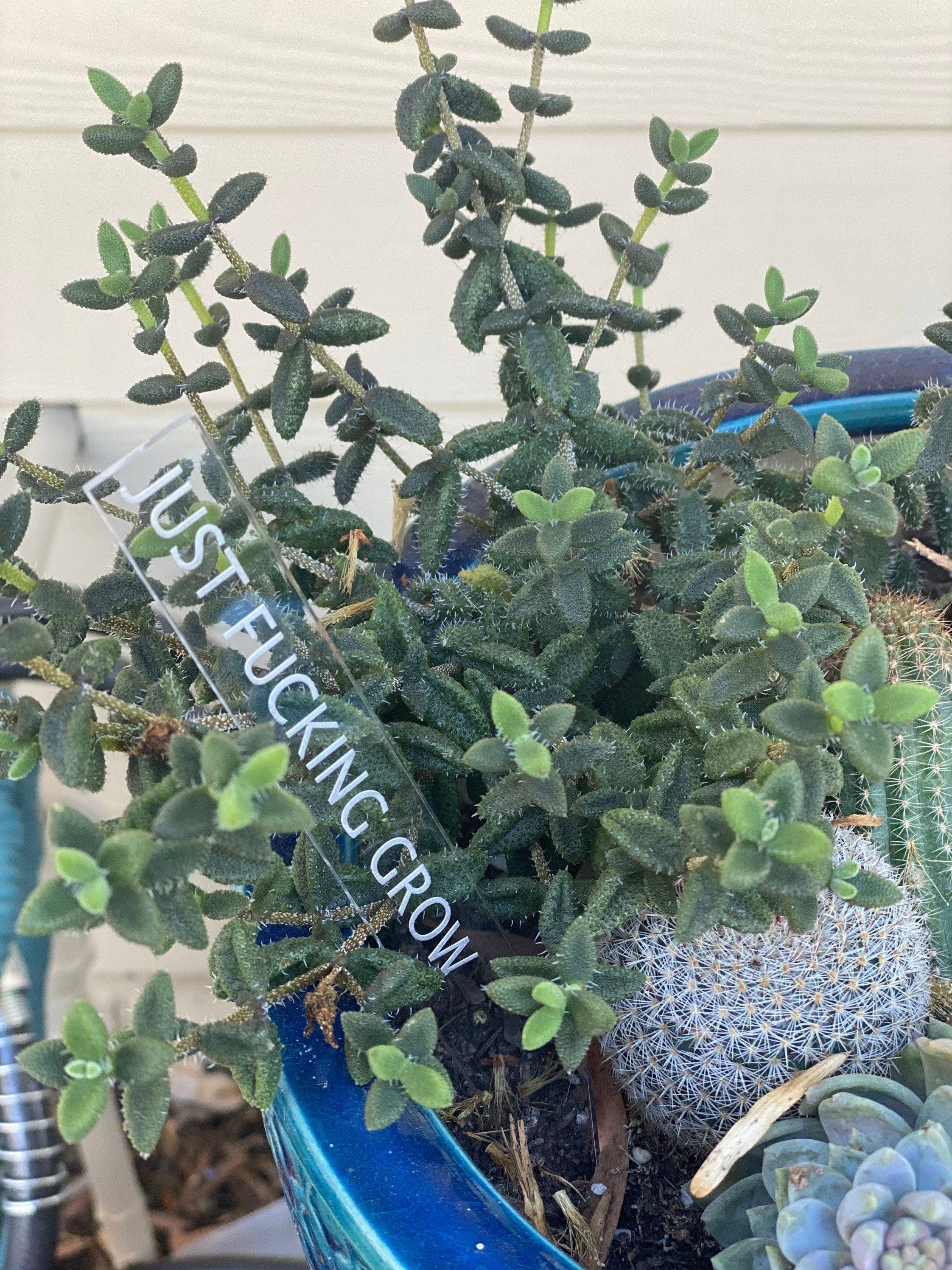 BUBBLEHEAD INK - Wholesale Garden/Lawn Stake - Plant Lover Gift | Black Thumb Garden Stakes | Snarky Housewarming Gift | Snarky Plant Lover | Crazy Plant Lady | Ready to Ship Christmas2