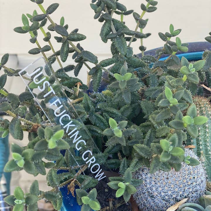 BUBBLEHEAD INK - Wholesale Garden/Lawn Stake - Plant Lover Gift | Black Thumb Garden Stakes | Snarky Housewarming Gift | Snarky Plant Lover | Crazy Plant Lady | Ready to Ship Christmas2