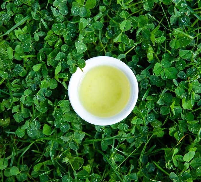 The Tea Spot - Wholesale Loose Tea - Gyokuro3