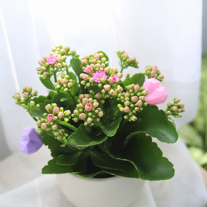 Best Plant Friend - Wholesale Live Plant - Kalanchoe blossfeldiana 'Calandiva Pink' in 4.5"/6" Pot
