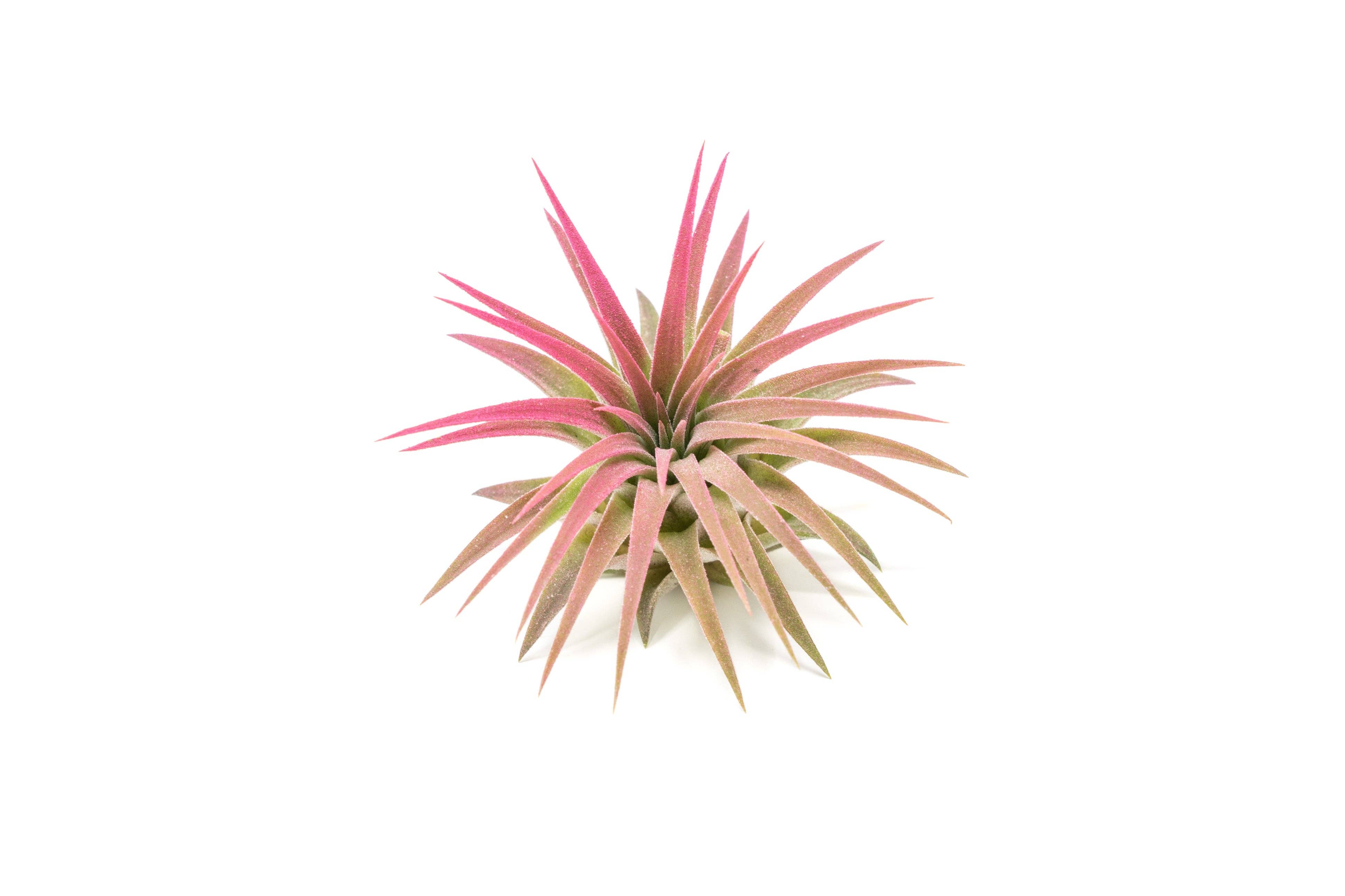 Air Plant Shop - Wholesale Live Plant - Color Enhanced Tillandsia Ionantha Rubra Air Plants2