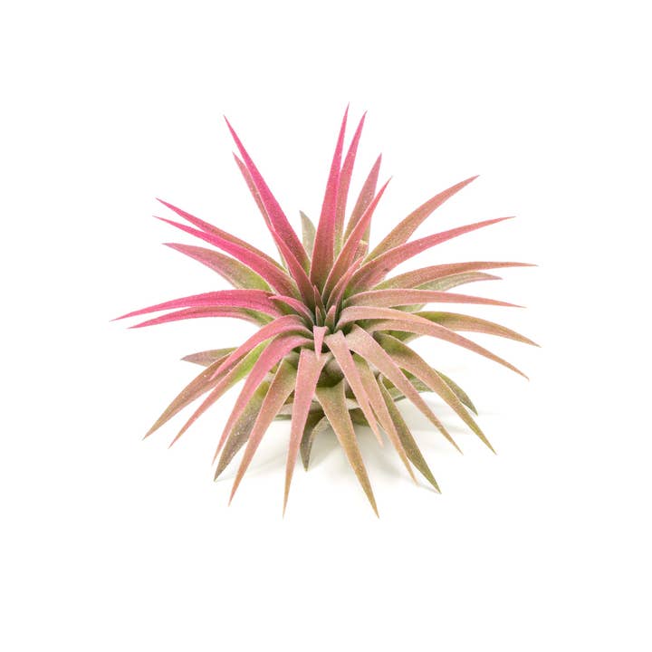 Air Plant Shop - Wholesale Live Plant - Color Enhanced Tillandsia Ionantha Rubra Air Plants2