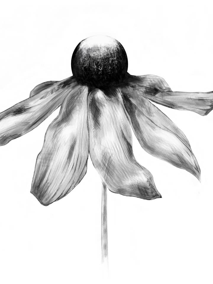 Black Eyed Susan Art Print for wholesale by Kellie Cooke Art