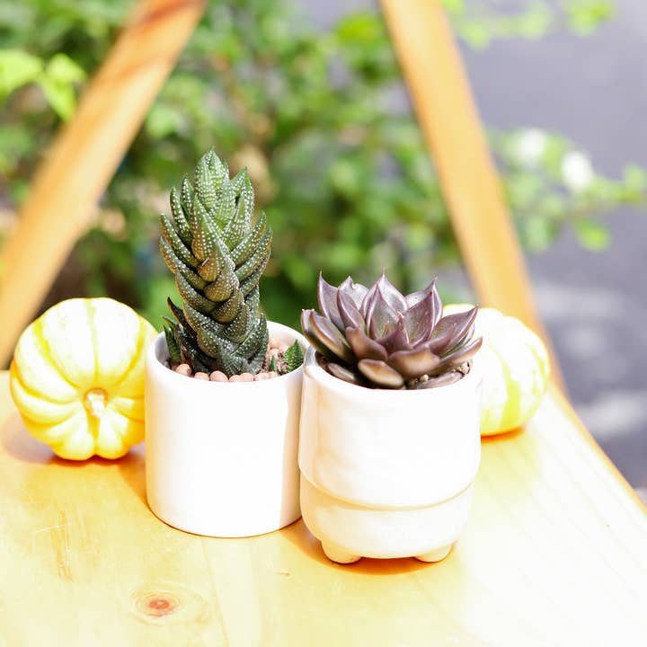 Best Plant Friend - Vente Succulentes - Haworthia Pumila Plante Succulente Perle Africaine Pot de 2/4 pouces7