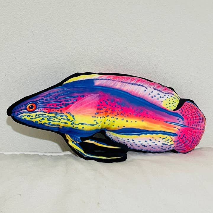 Cuscino Super Male Lineatus Wrasse per la vendita all'ingrosso da parte di Reef of Clowns