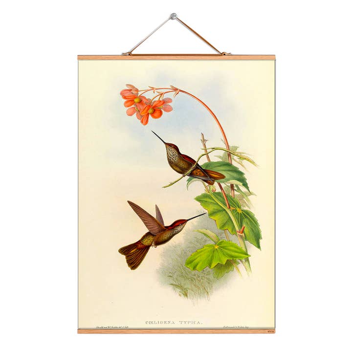 Scroll picture illustration # 046/Birds/Sky Musketeer for wholesale by Eicie