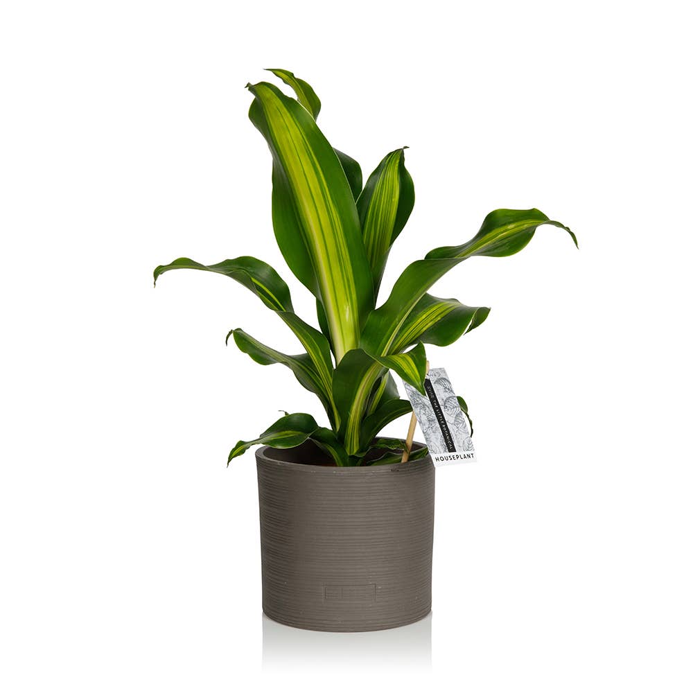 The Little Botanical – wholesale Live plant – Dracaena Deremensis (Lemon Lime)1