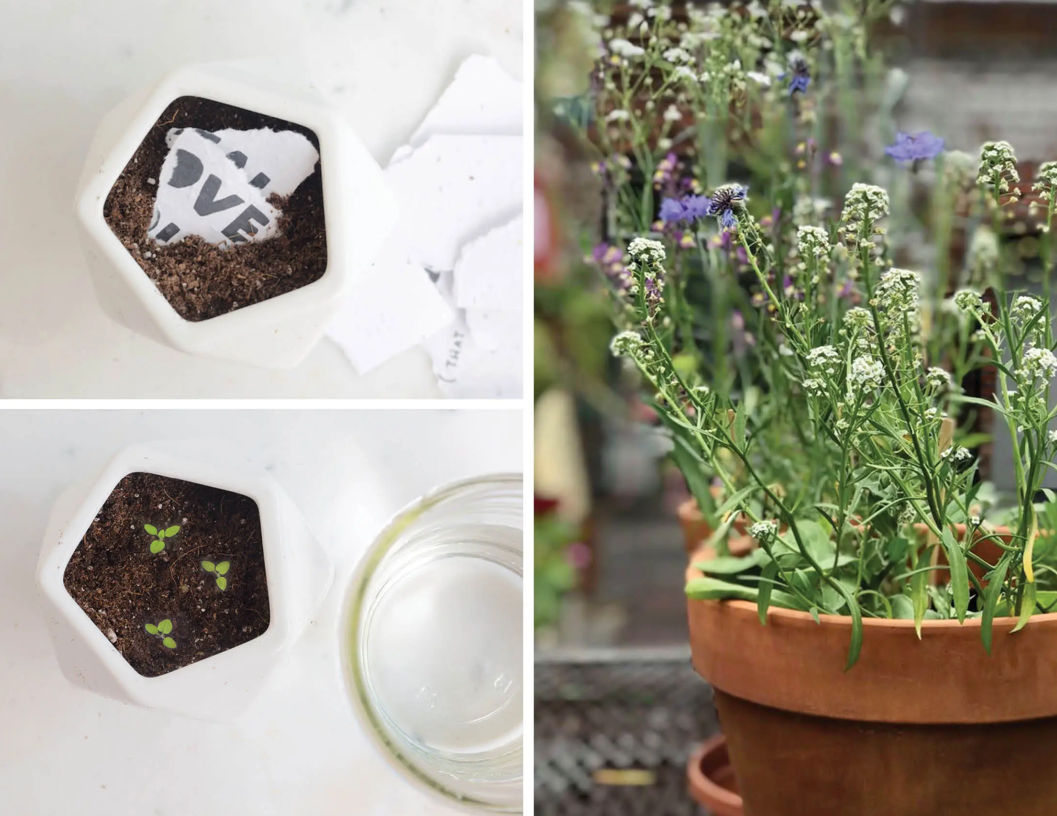 Thoughtful Human - Wholesale Thinking of You Card - Holiday Thinking of You Plantable Wildflower Seed Card3