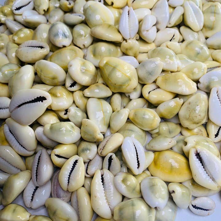 Essential Diamonds Co - Wholesale Spiritual stone/crystal - Cowrie Shells1