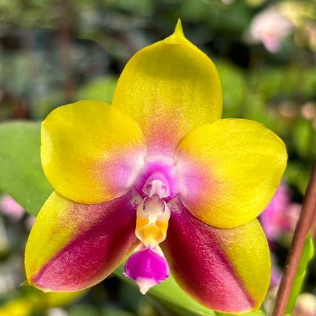 Phalaenopsis Meidarland Kaiulani 'Yellow Lion' 2.5" Fragrant | Rare Houseplant for wholesale by OrchidBox
