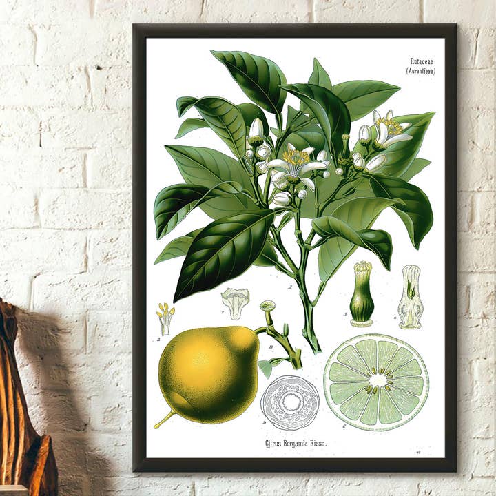 Póster vintage de jardín botánico con bergamota y naranja para venta al por mayor de Vintage Wall Graphics