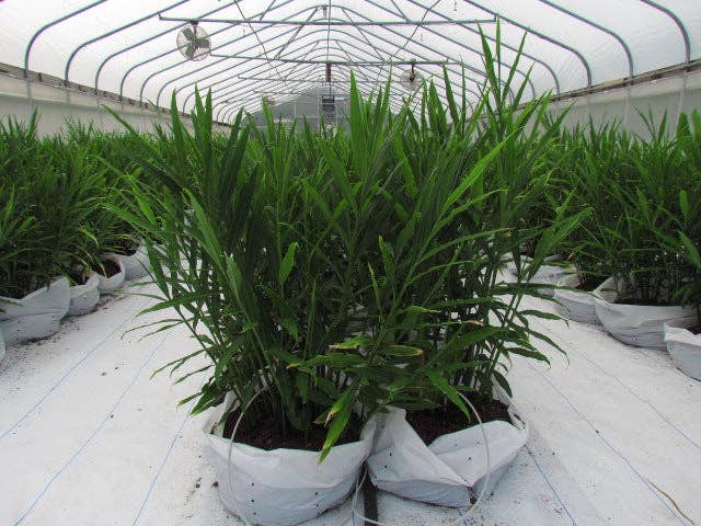 Rayburn Farms - Wholesale Hot Cocoa Mix/Kit - Ginger, Cocoa3