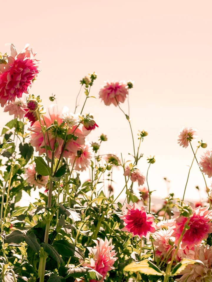 Flore n° 5 pour la vente par Wilder California