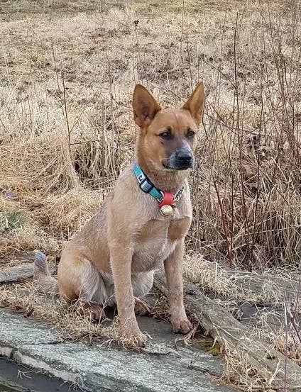 New England Bells - Wholesale Pet Collar - Dog - Dog Collar Bell Set, 30 #2 sized Bells with a Display Box4