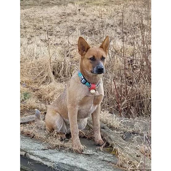 New England Bells - Wholesale Pet Collar - Dog - Dog Collar Bell Set, 30 #2 sized Bells with a Display Box4