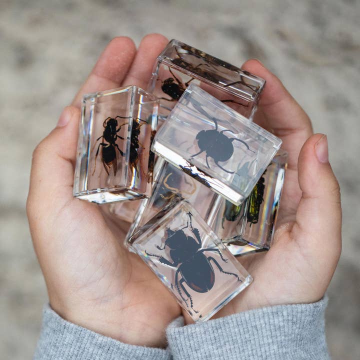 Safari Ltd. - Wholesale Toy Set - Kids - Dr. Steve Hunters Bug World Collection - 10 Real Insects Science & Education Toy Set2