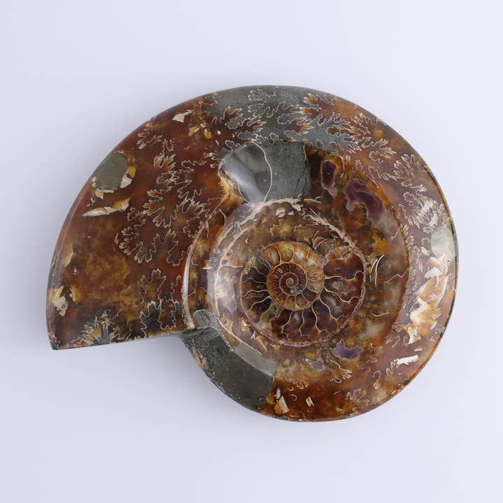 Ammonite Shell for wholesale by Mi Esperanza Minerals
