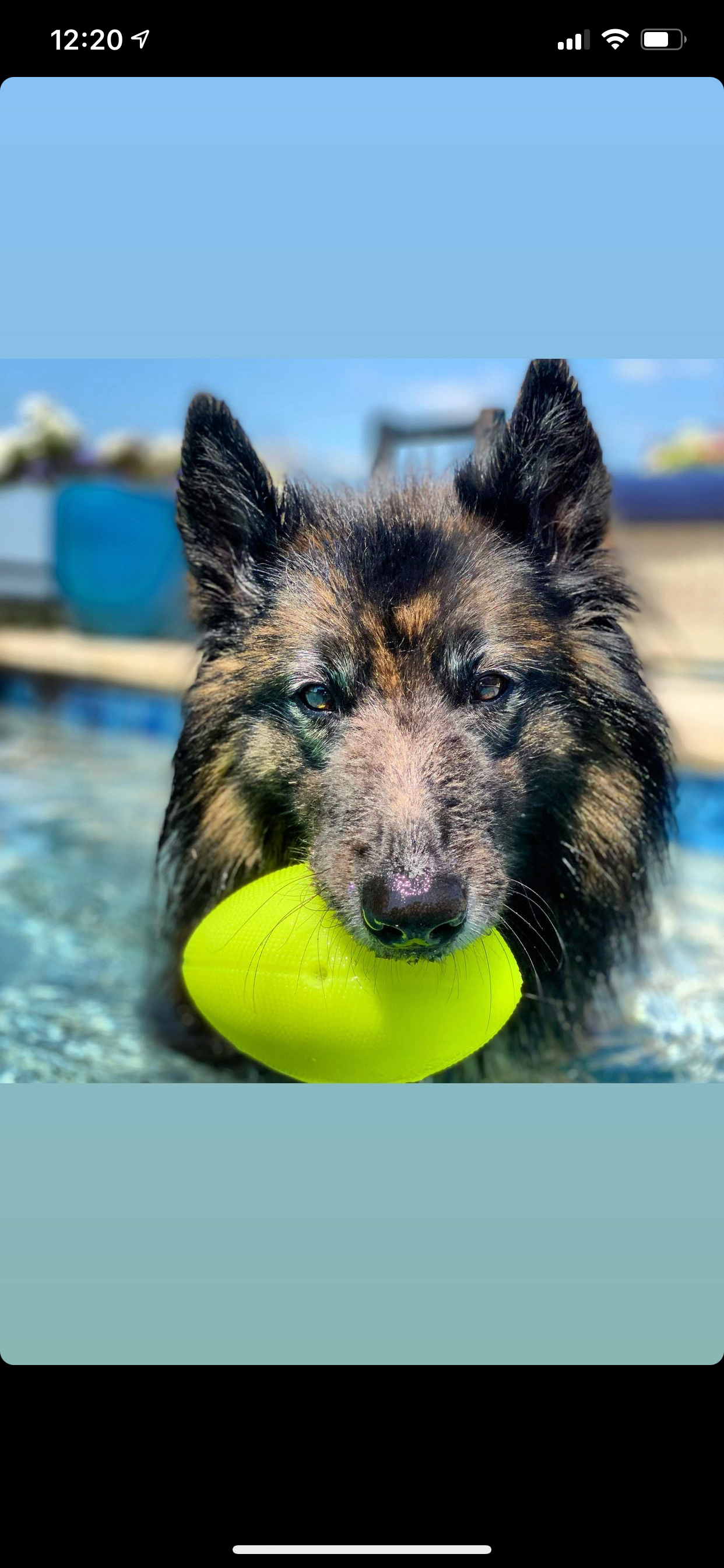 Spunky Pup – wholesale Pet fetch ball – Dog – Squeak and Glow Football2