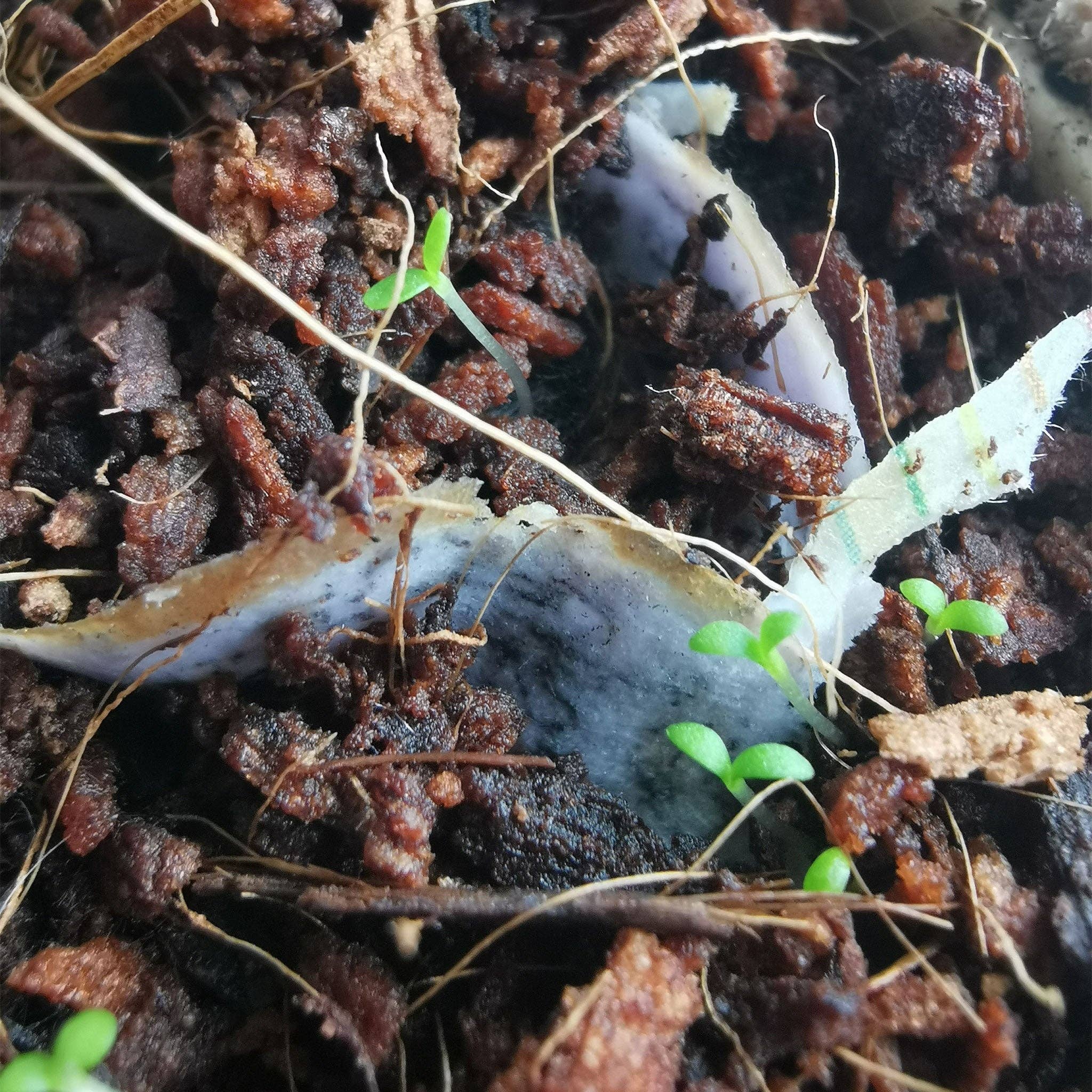 Rippotai - Wholesale Plant Seeds - Flowers for Bees – Biodiversity Kit with Plantable Pencil and Seed Bomb7