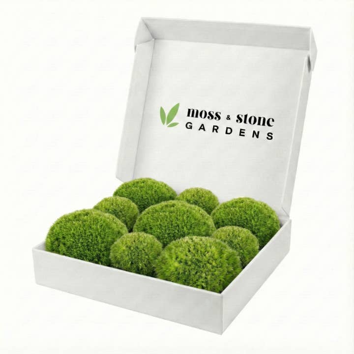 1 Sq Ft of Live Cushion Moss (Leucobryum glaucum) for wholesale by Moss & Stone Gardens